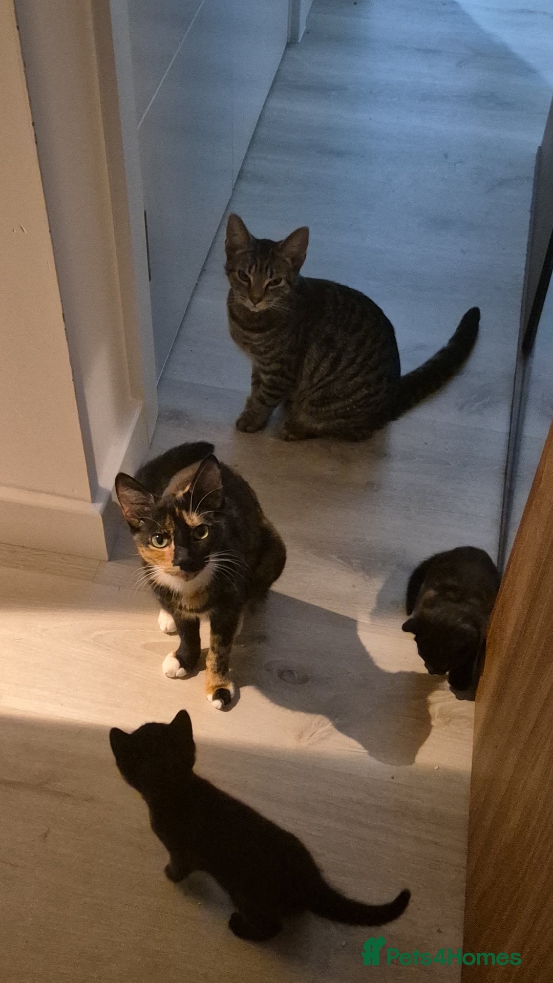 Mixed Breed cats for sale: Two adorable kittens needing a home - Advert 2