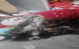 Bengal cats for sale: Bengal cross kittens  - Image 12