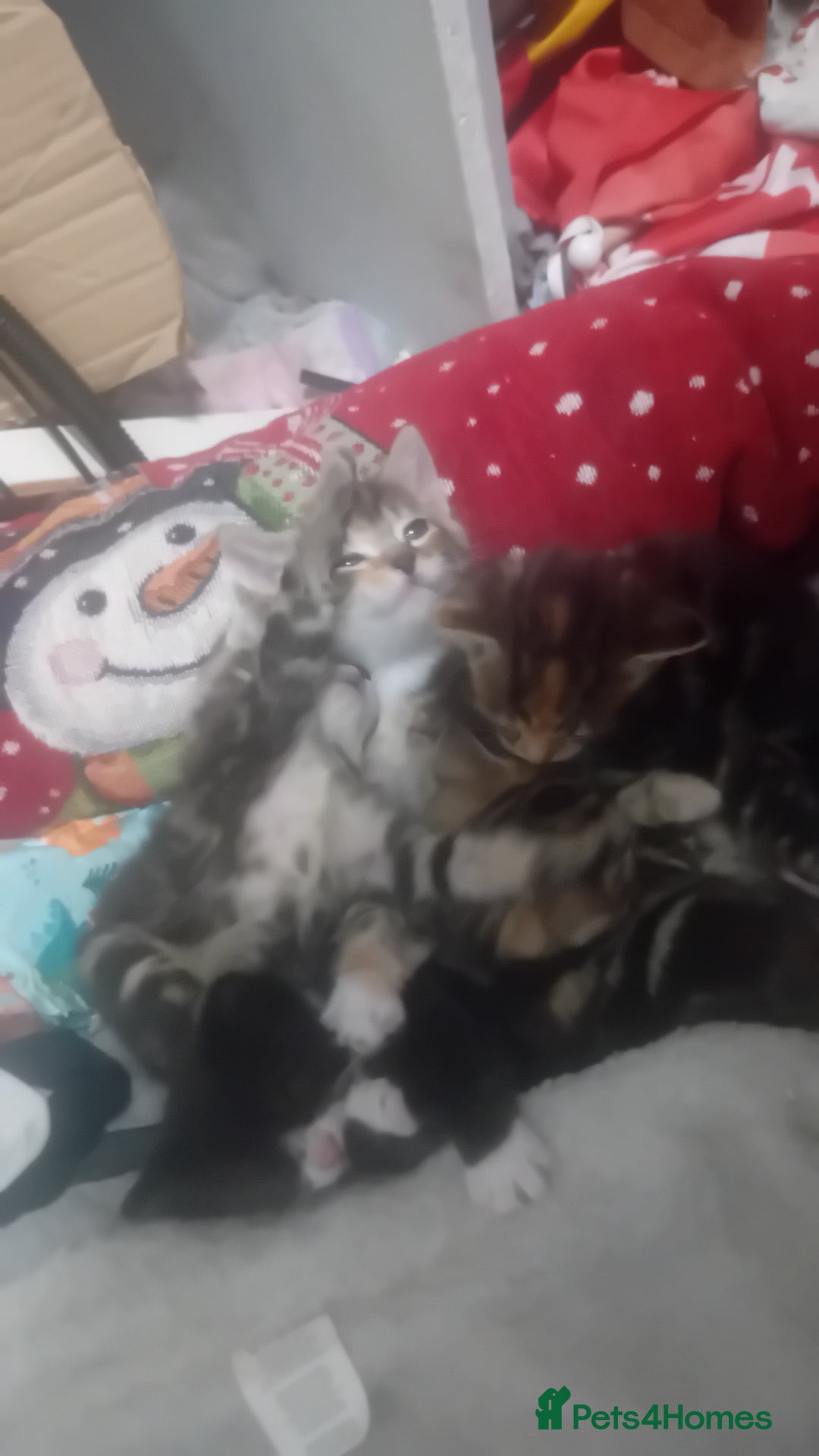Bengal cats for sale: Bengal cross kittens  - Image 12