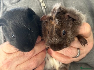 Guinea Pig rodents - Advert 4