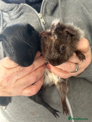 Guinea Pig rodents - Advert 4