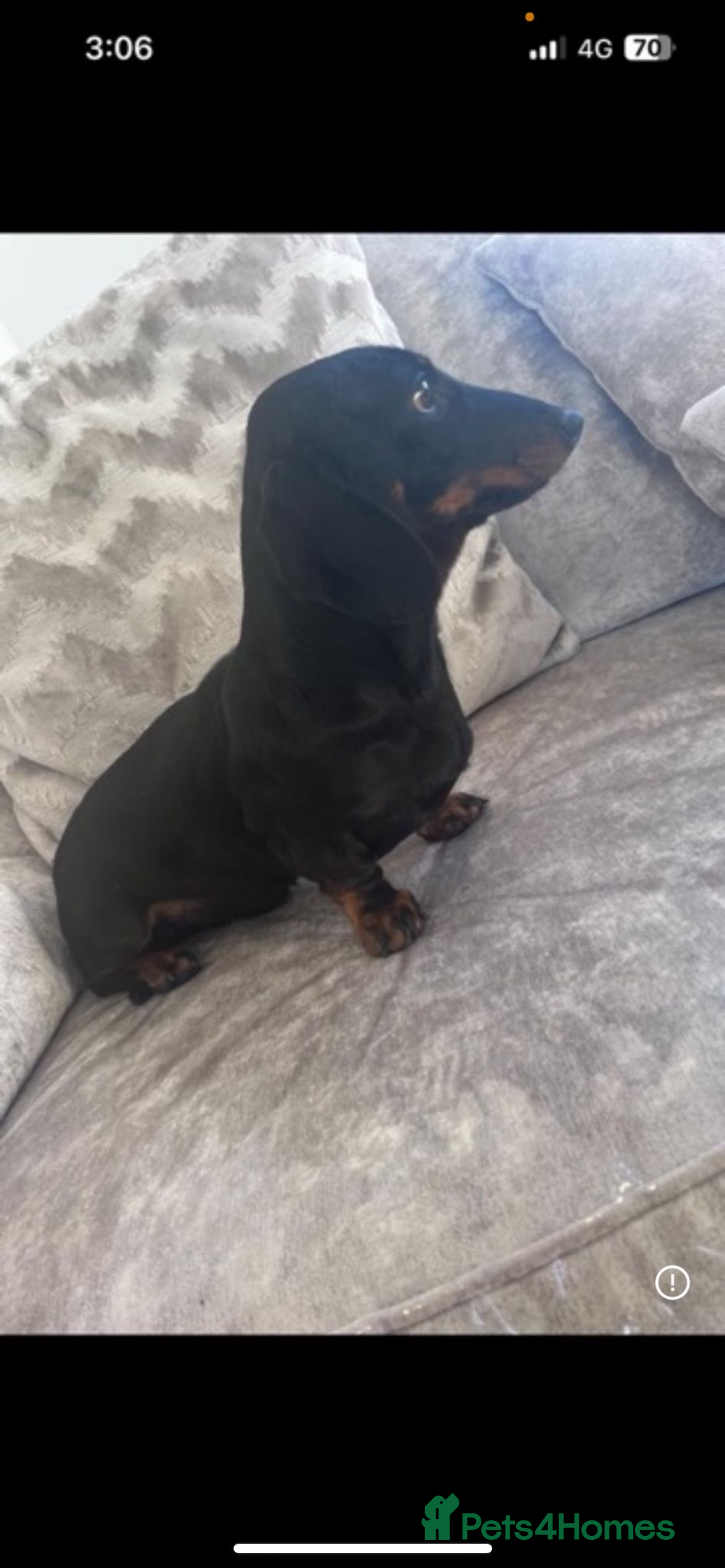 Miniature Dachshund dogs for sale: Mini dachshund cross jack Russell - Image 7