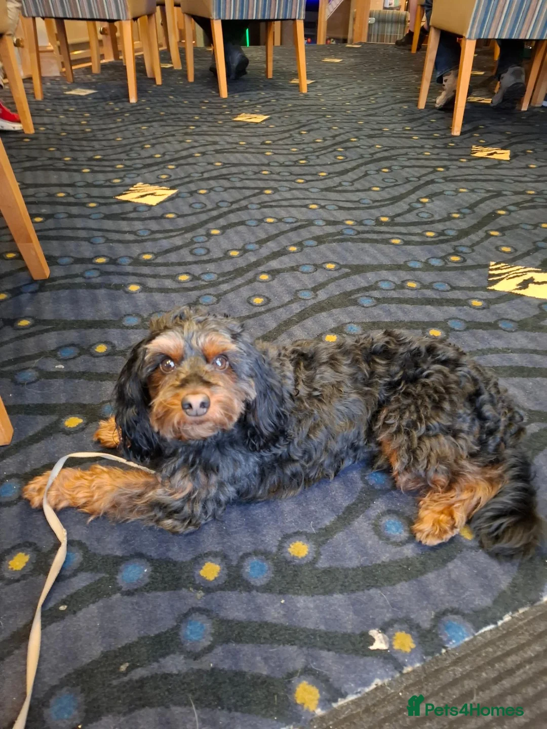 Cockapoo dogs for stud: Phatom cockapoo for stud in Birmingham - Advert 2