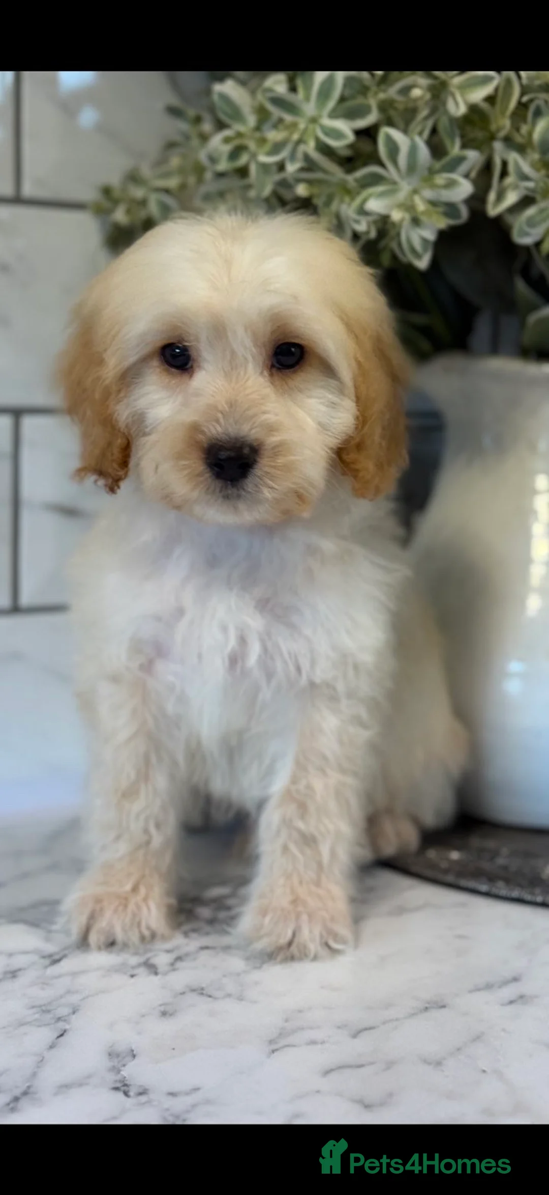 Cockapoo dogs for sale: Quality cockapoo boys ❤️ - Advert 6