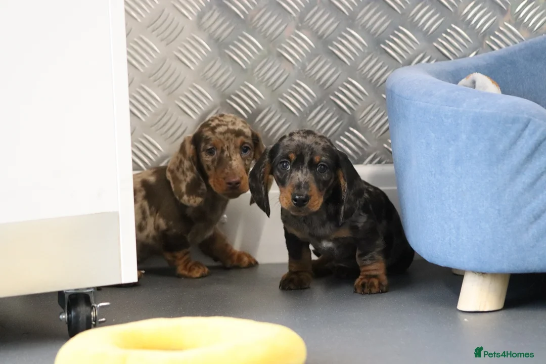 Miniature Dachshund dogs for sale: Beautiful Miniature Dachshund puppies for sale - Advert 32