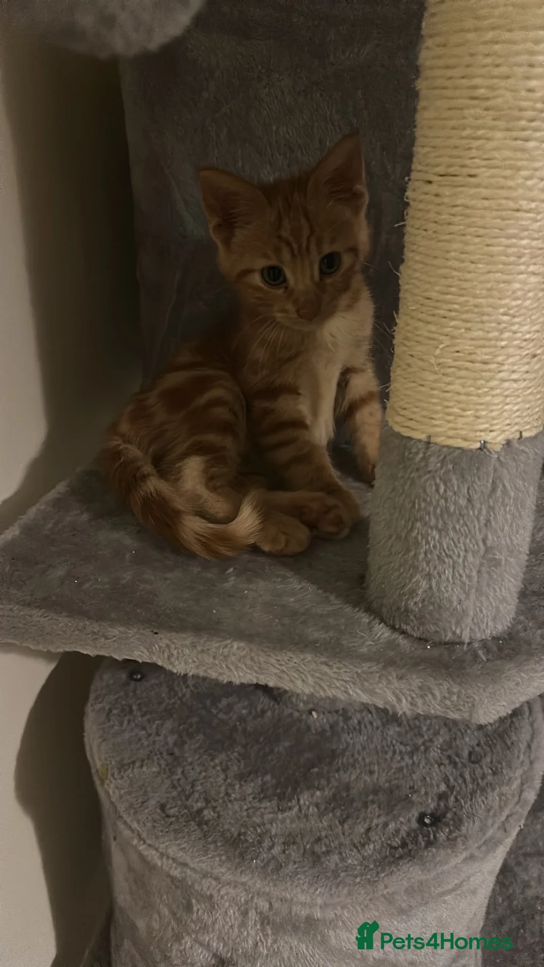 Mixed Breed cats for sale: Male cat for sale  - Advert 2