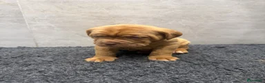 Dogue De Bordeaux Puppy 5