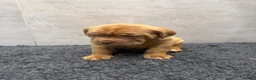 Dogue De Bordeaux dogs for sale: ** world class puppys** - Advert 9