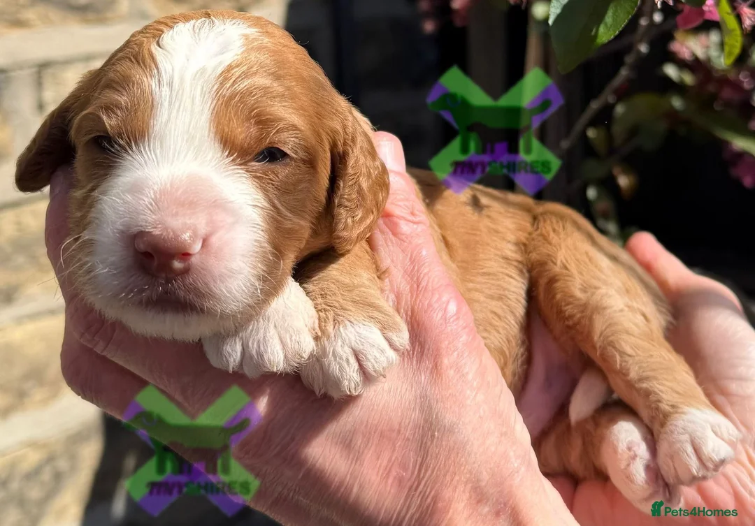 Cockapoo dogs for sale: F1 fox red mini cockapoos 30 dna health tested clr - Advert 7