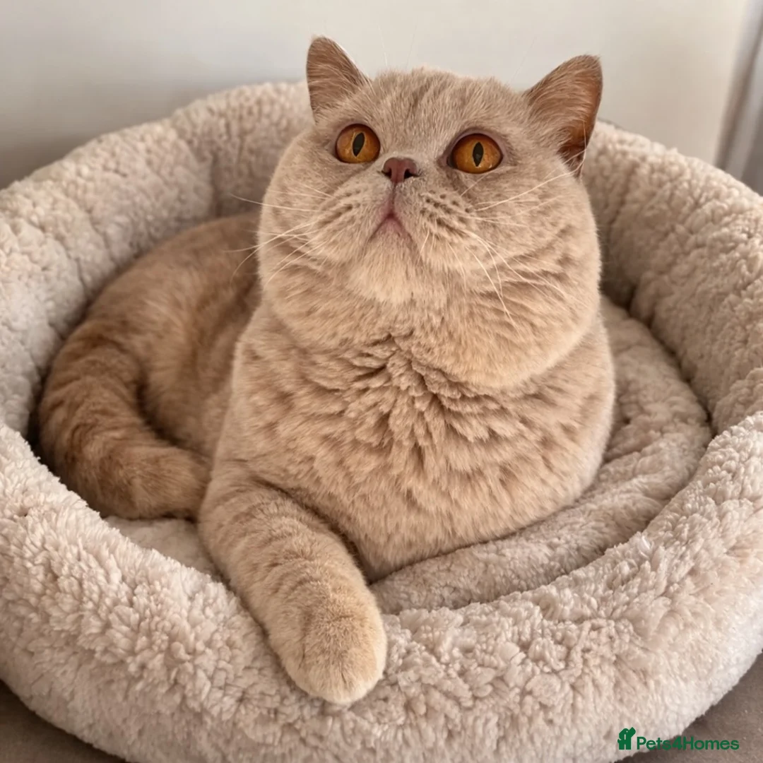 British Shorthair cats for sale: Fawn male British shorthair  - Advert 7