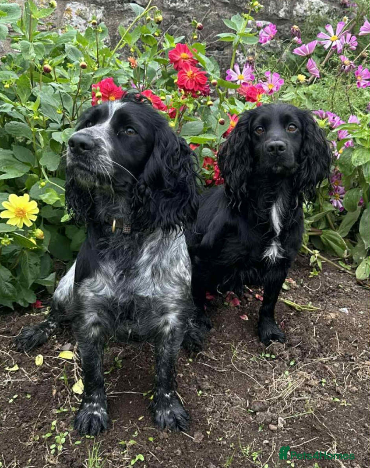 Cocker Spaniel dogs Stunning working cocker spaniel puppies available  - Advert 11