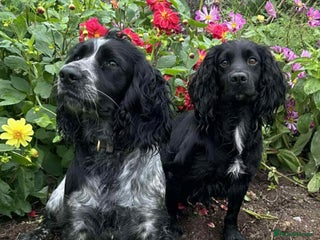 Cocker Spaniel dogs Stunning working cocker spaniel puppies available - Advert 11