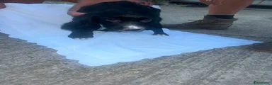 Cocker Spaniel 1
