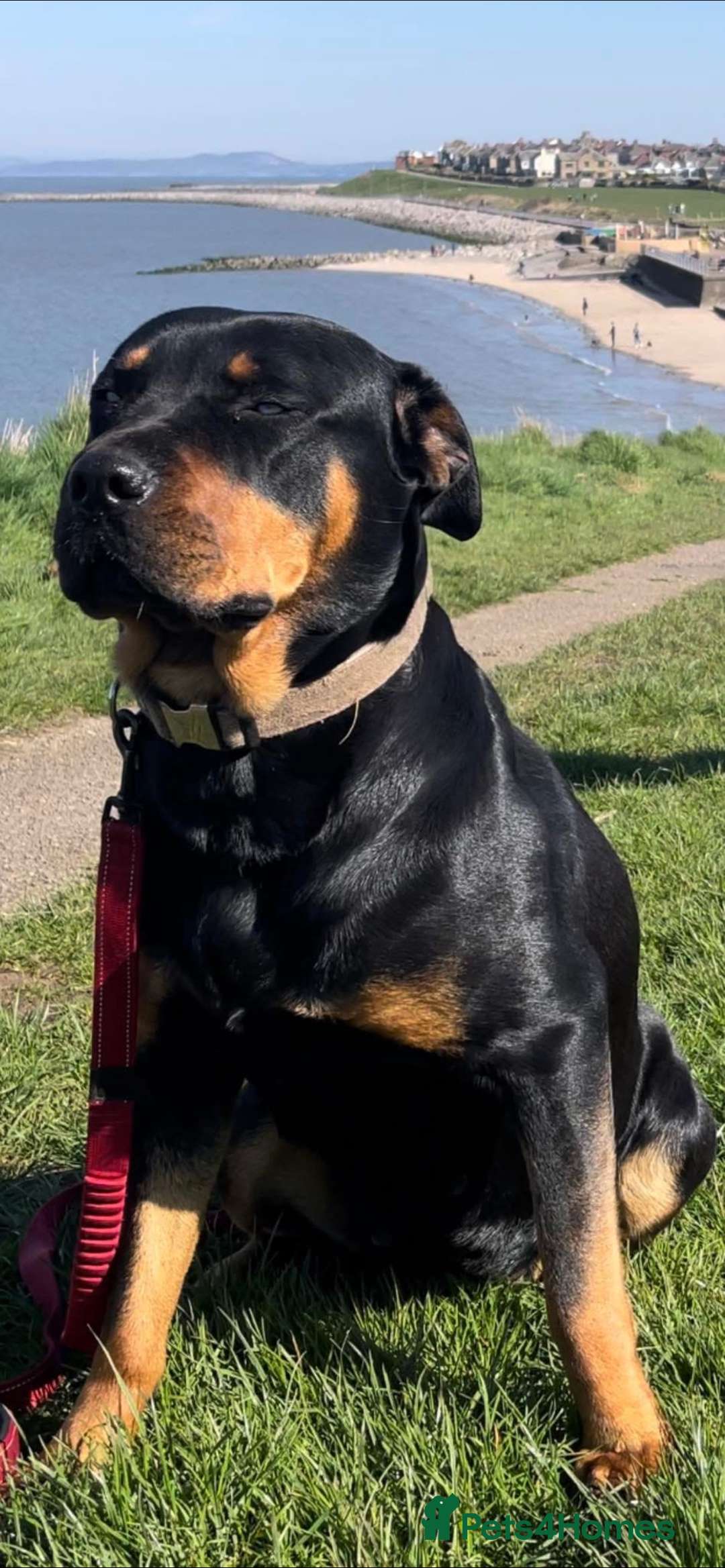 Rottweiler dogs for sale: Adult Full-Bred Female Rottweiler - Advert 5