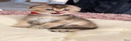Scottish Fold cats for sale:  Golden Chinchilla Scottish ready leave 28/05 - Advert 2