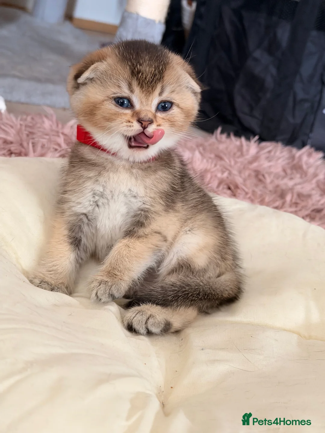 Scottish Fold cats for sale:  Golden Chinchilla Scottish ready leave 28/05 - Advert 2