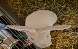 Rex rabbits for sale: Standard Rex Buck - REW. - Image 5