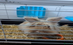 Lionhead rabbits for sale: Male bunny free to a good home - Image 3
