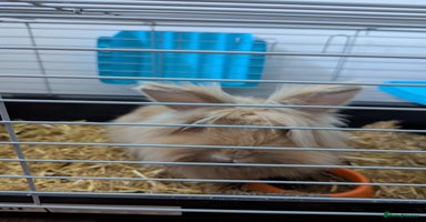 Lionhead rabbits - Advert 10