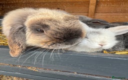 Lionhead rabbits for sale: Lionheads ready to leave today  - Image 5