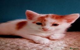 Mixed Breed cats for sale: Beautiful hand reared kittens  - Image 6