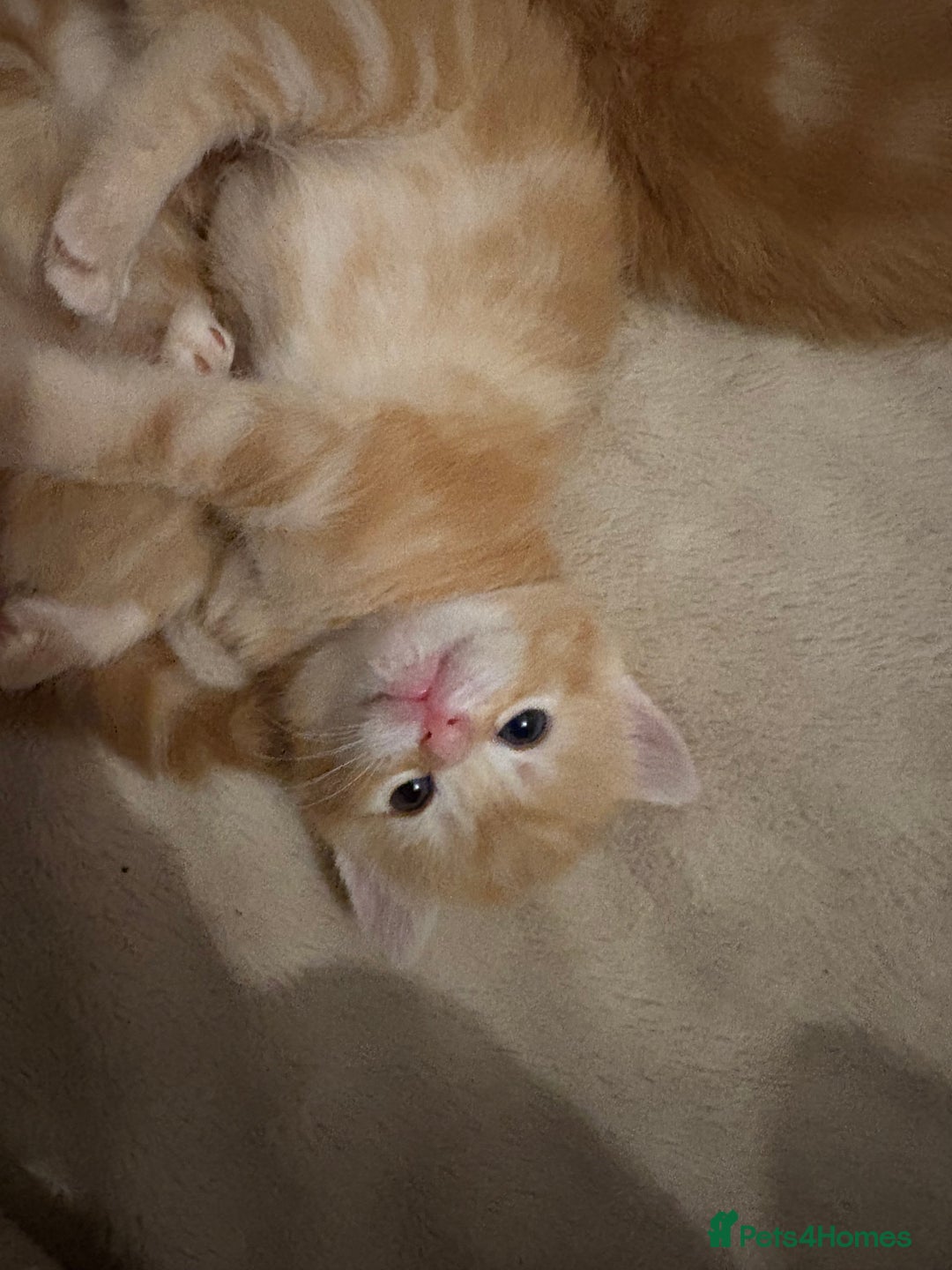 Mixed Breed cats for sale: Adorable fluffy ginger kittens  - Image 12