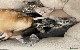 Munchkin cats for sale: Munchkin kittens - 2 left - Advert 1