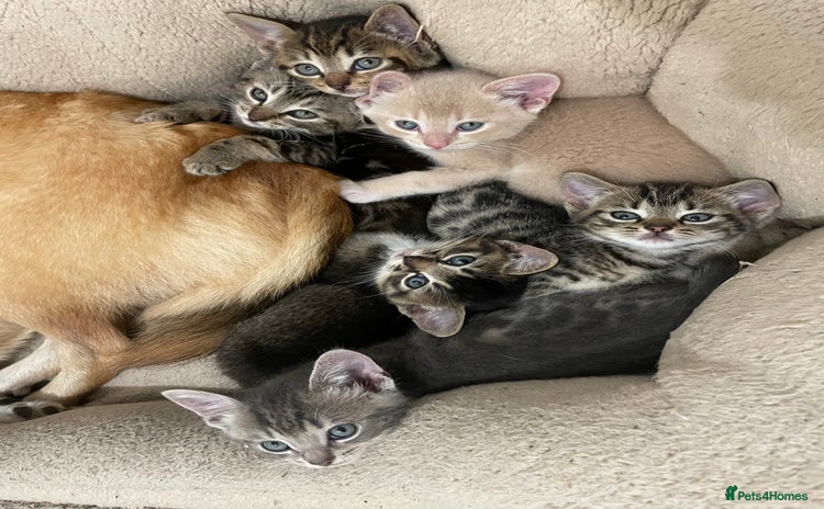 Munchkin cats - Advert 1