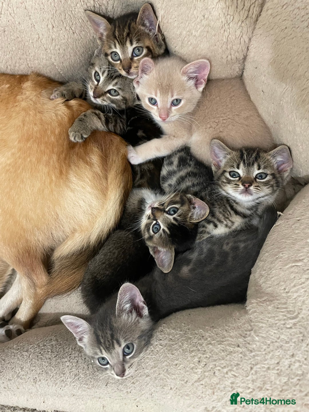 Munchkin cats for sale: Munchkin kittens - 2 left - Advert 1