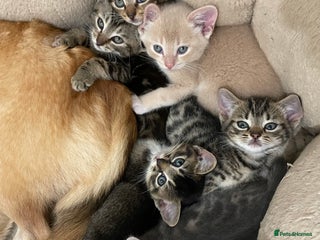 Munchkin cats - Advert 2