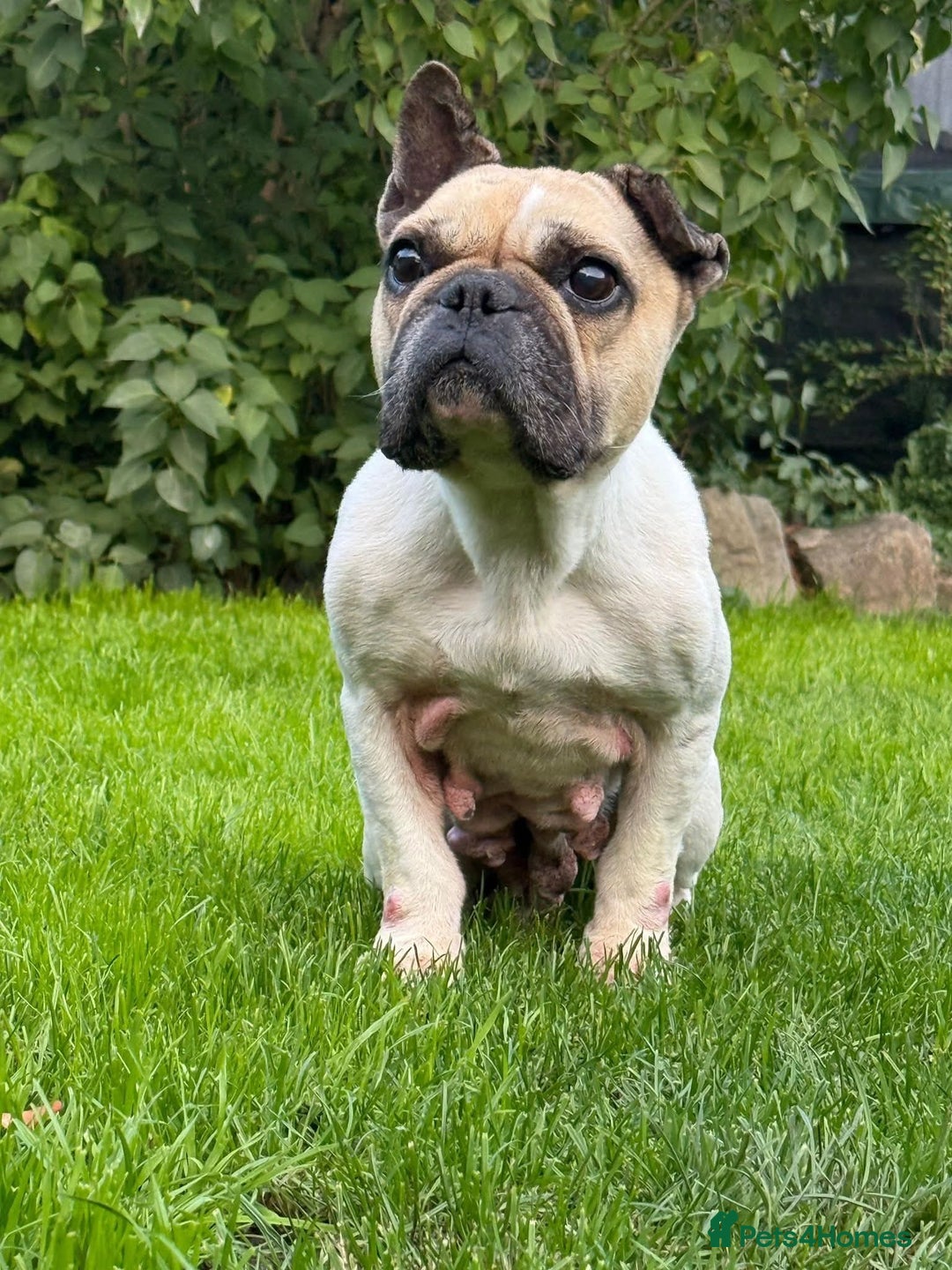 Mixed Breed dogs for adoption: 💖ELVA -a Sweet Frenchie Rescued From Starvation💖 - Advert 7