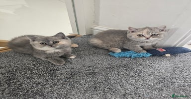 British Shorthair cats - Advert 12