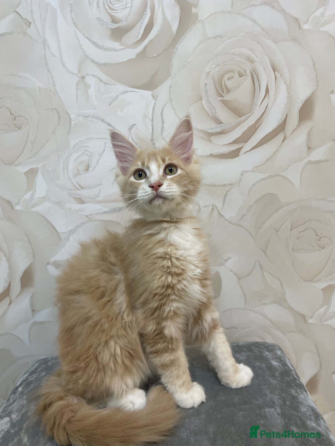 Mixed Breed cats for sale: Pedigree Maine coon X Pedigree ragdoll kittens   - Advert 7