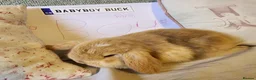 Mini Lop rabbits for sale: Stunning Mini Lops from Keeper's Mini Lops  - Advert 3
