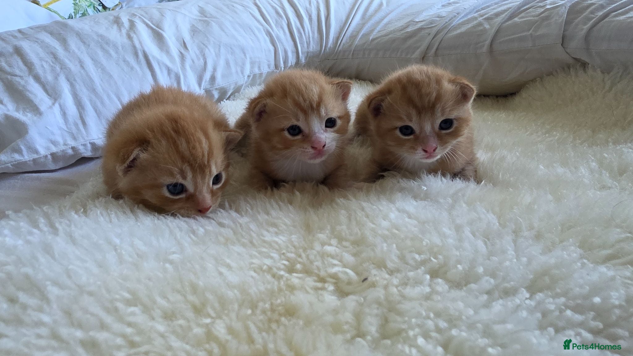 Mixed Breed cats 2 boy gingers 1 girl mixed  - Advert 1