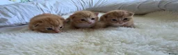 Mixed Breed cats for sale: 2 boy gingers 1 girl mixed  in Saint Austell - Advert 1