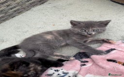 British Shorthair cats for sale: British Shorthair kittens girls - Image 10