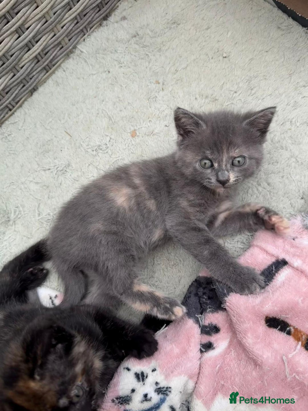 British Shorthair cats for sale: British Shorthair kittens girls - Image 10