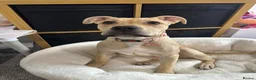 Mixed Breed dogs for sale: Staff x Cane Corso 8 months old  - Advert 5