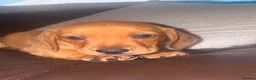 Miniature Dachshund dogs for sale: KC REG Miniature dachshunds. Council licensed in Airdrie - Advert 19