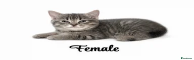 British Shorthair Kitten 4