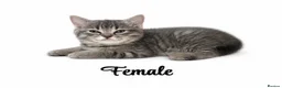 British Shorthair cats for sale: BSH CROSS  - Advert 4