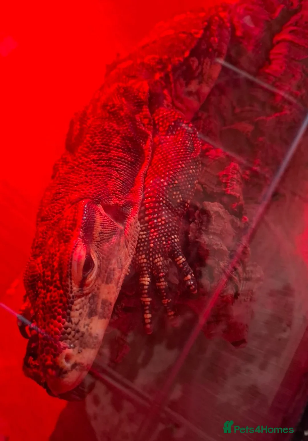 Monitor reptiles for sale: Male Asian Water Monitor  - Advert 1