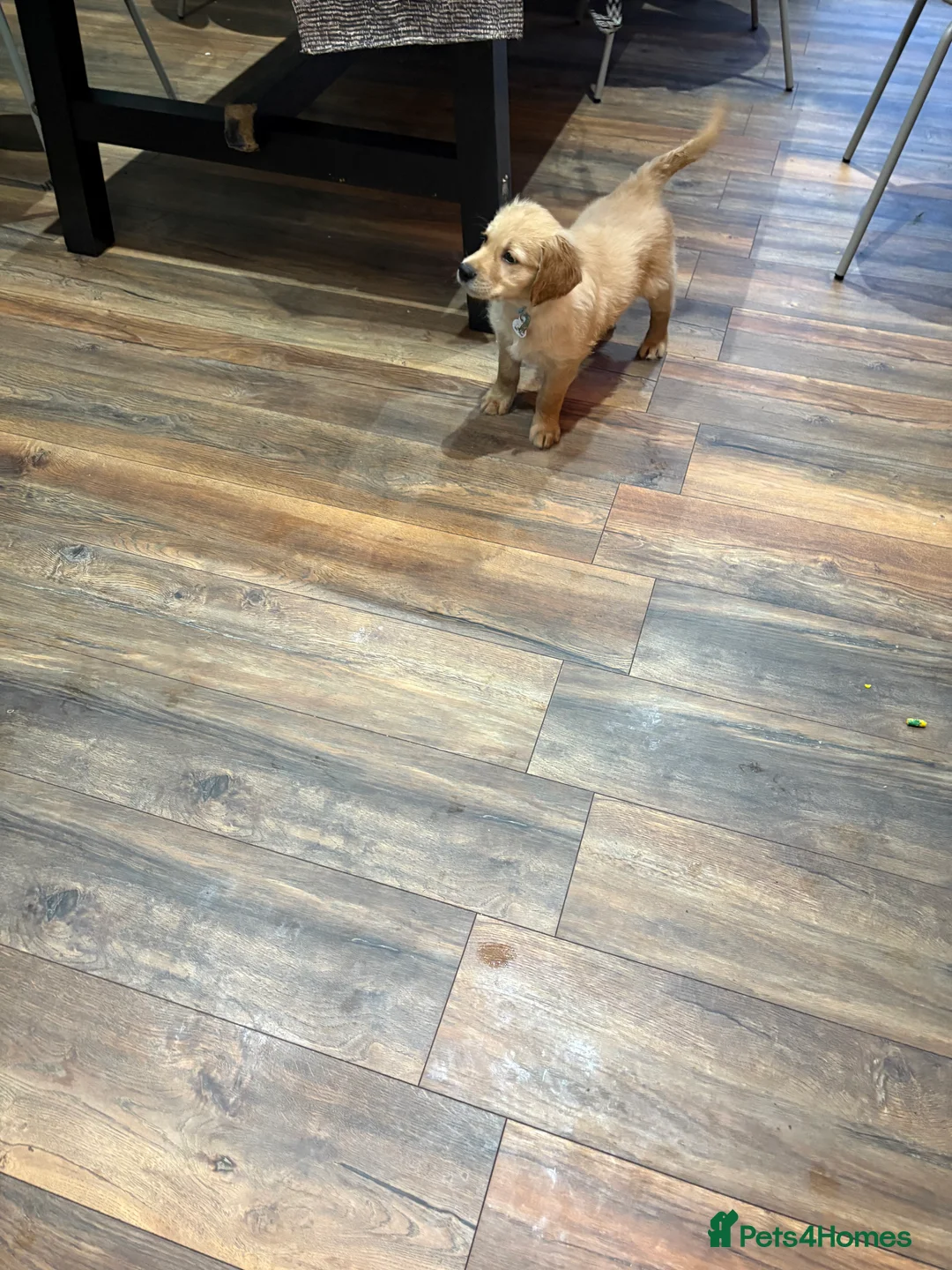 Golden Retriever dogs for sale: KC registered golden retriever one male dog left - Advert 2