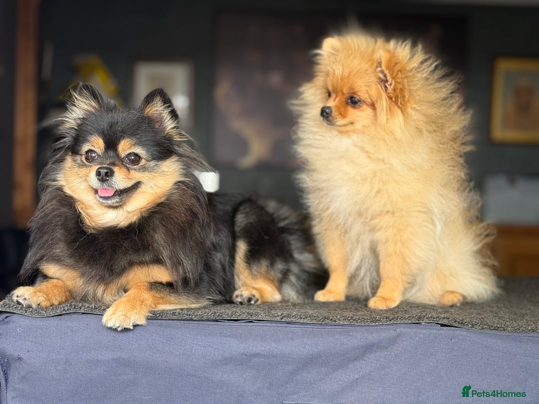 Pomeranian dogs for sale: The Super Sweet-Pea - Image 7
