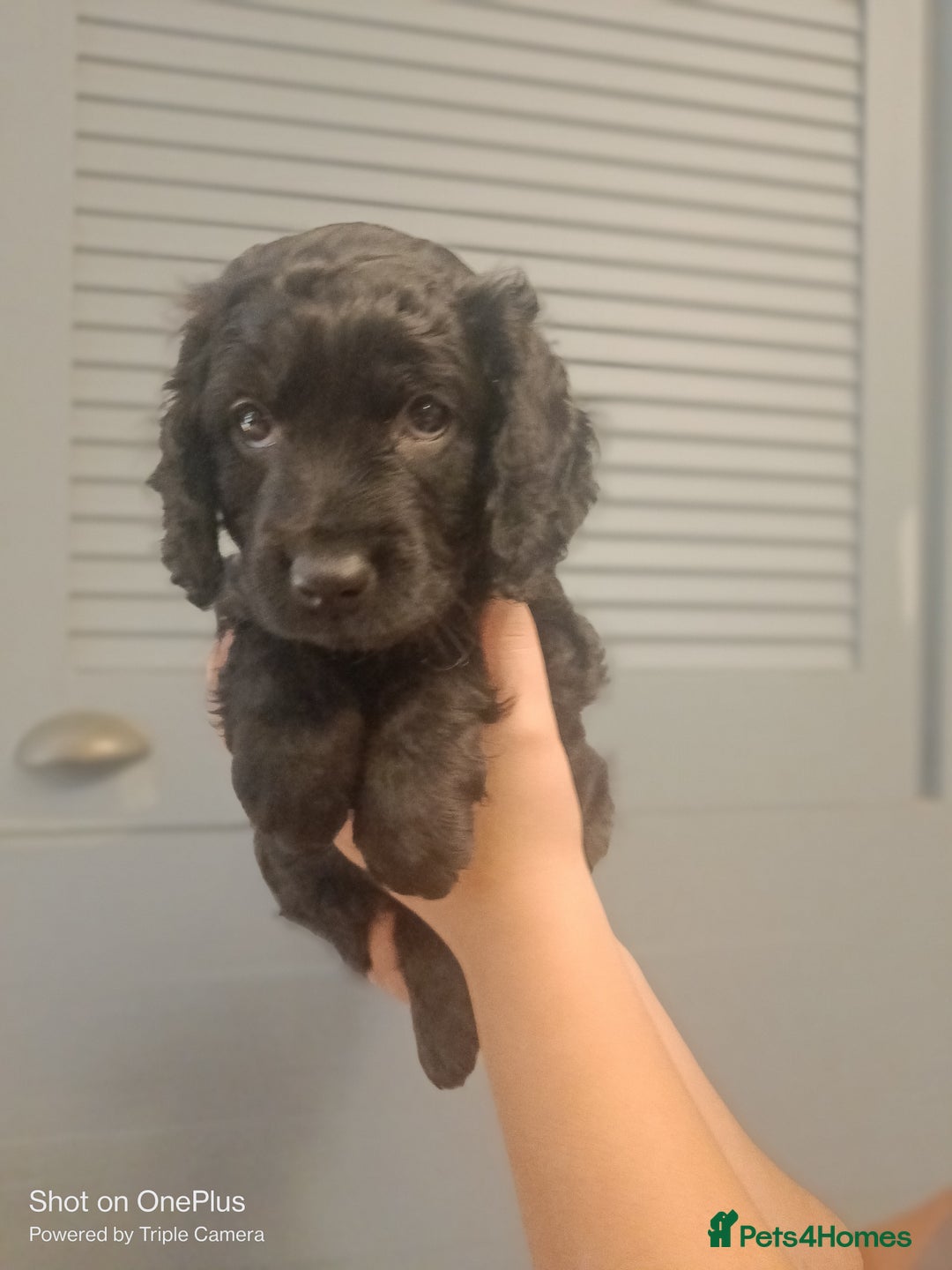 Cockapoo dogs for sale: Lovely cockapo puppies - Image 4