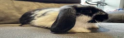 Mini Lop rabbits for sale: Pure Breed Mini Lop Babies  - Advert 8