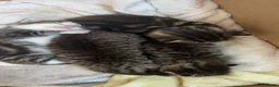 Mixed Breed cats for sale: Kittens  - Advert 5