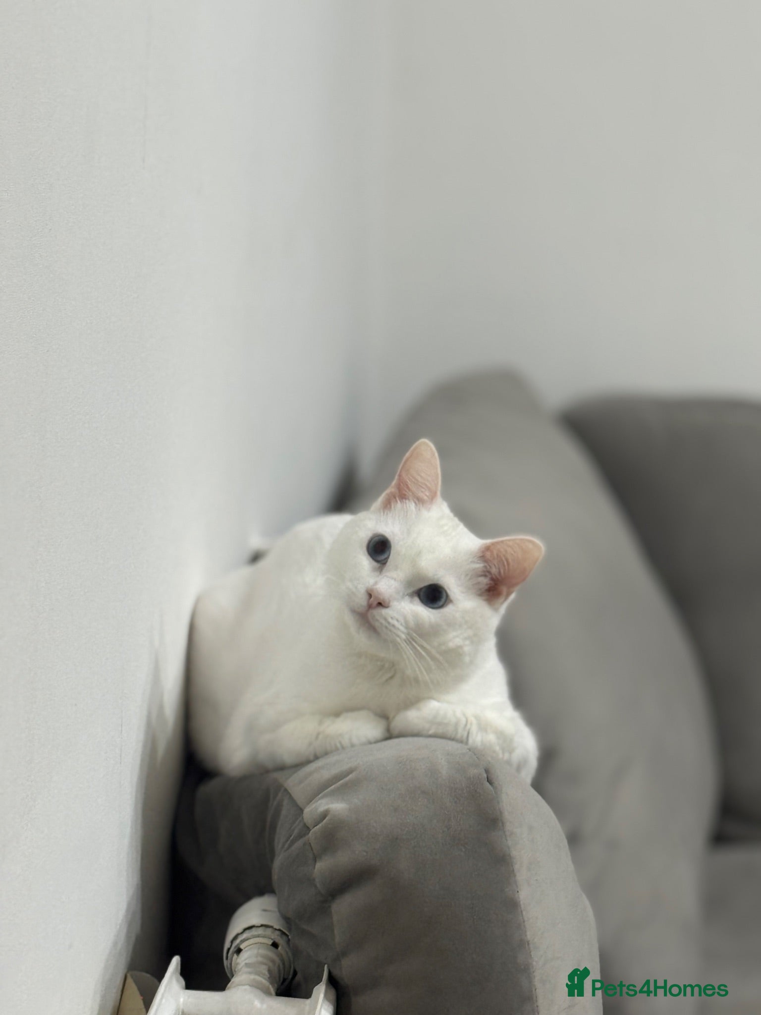 Turkish Angora cats Female cat - Advert 1