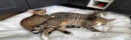 Mixed Breed cats for sale: Bengal x Tabby mixbreed. - Advert 1